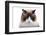 Ragdoll Cat-Fabio Petroni-Framed Photographic Print