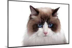 Ragdoll Cat-Fabio Petroni-Mounted Photographic Print