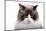 Ragdoll Cat-Fabio Petroni-Mounted Photographic Print