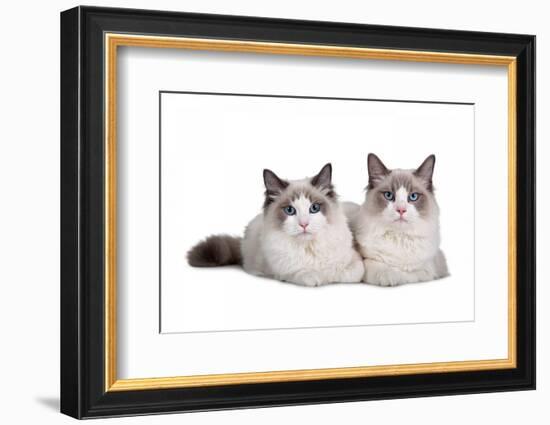 Ragdoll Cat-Fabio Petroni-Framed Photographic Print