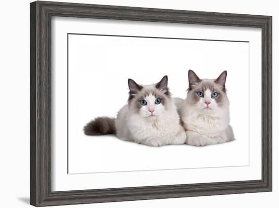 Ragdoll Cat-Fabio Petroni-Framed Photographic Print