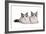 Ragdoll Cat-Fabio Petroni-Framed Photographic Print