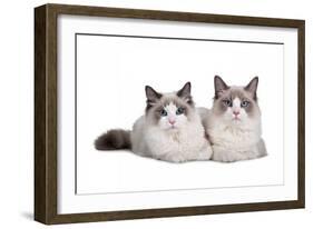 Ragdoll Cat-Fabio Petroni-Framed Photographic Print