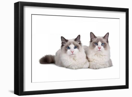 Ragdoll Cat-Fabio Petroni-Framed Photographic Print