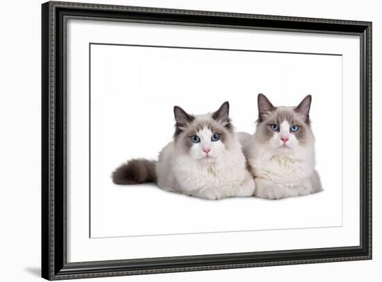 Ragdoll Cat-Fabio Petroni-Framed Photographic Print