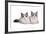 Ragdoll Cat-Fabio Petroni-Framed Photographic Print