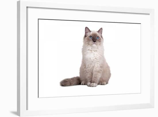 Ragdoll Cat-Fabio Petroni-Framed Photographic Print