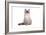 Ragdoll Cat-Fabio Petroni-Framed Photographic Print