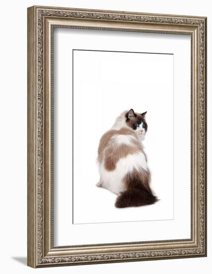 Ragdoll Cat-Fabio Petroni-Framed Photographic Print