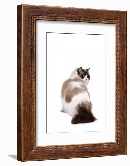 Ragdoll Cat-Fabio Petroni-Framed Photographic Print