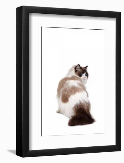 Ragdoll Cat-Fabio Petroni-Framed Photographic Print