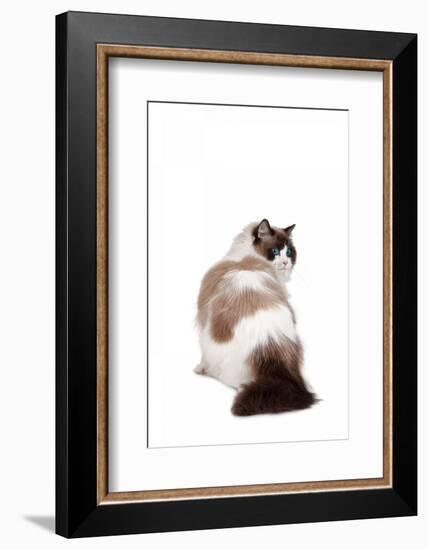 Ragdoll Cat-Fabio Petroni-Framed Photographic Print