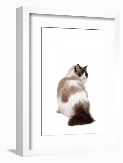 Ragdoll Cat-Fabio Petroni-Framed Photographic Print