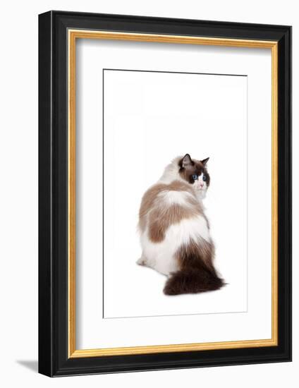 Ragdoll Cat-Fabio Petroni-Framed Photographic Print