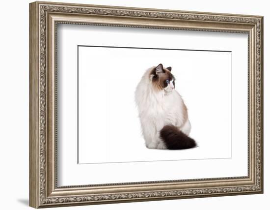 Ragdoll Cat-Fabio Petroni-Framed Photographic Print