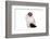 Ragdoll Cat-Fabio Petroni-Framed Photographic Print