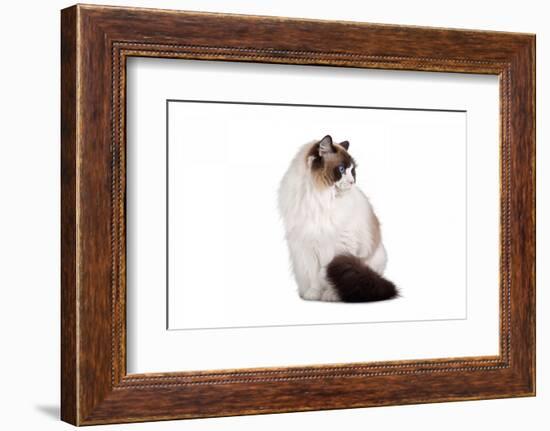 Ragdoll Cat-Fabio Petroni-Framed Photographic Print