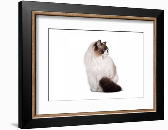 Ragdoll Cat-Fabio Petroni-Framed Photographic Print