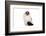 Ragdoll Cat-Fabio Petroni-Framed Photographic Print