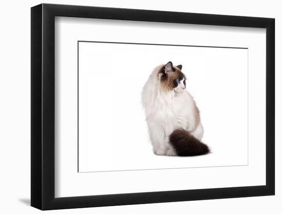 Ragdoll Cat-Fabio Petroni-Framed Photographic Print