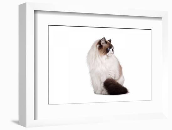 Ragdoll Cat-Fabio Petroni-Framed Photographic Print