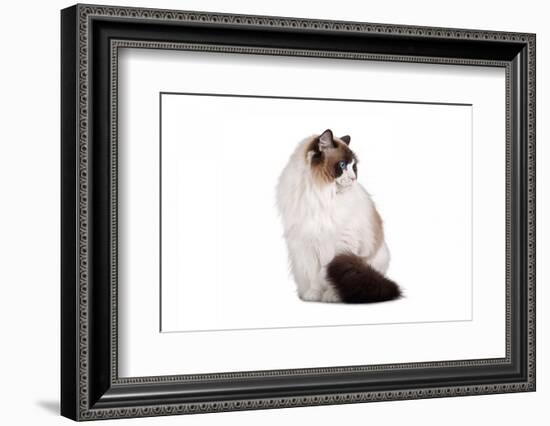 Ragdoll Cat-Fabio Petroni-Framed Photographic Print