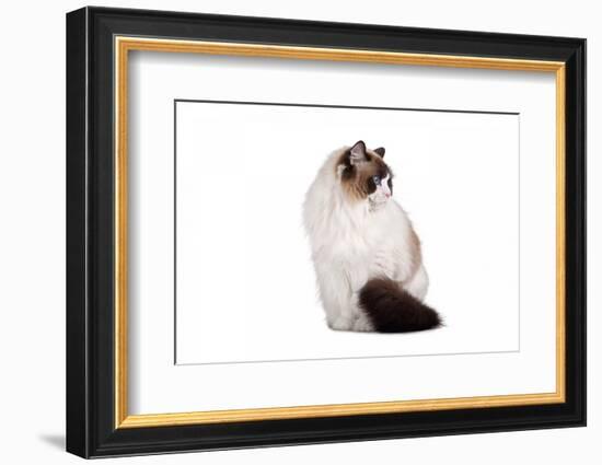 Ragdoll Cat-Fabio Petroni-Framed Photographic Print