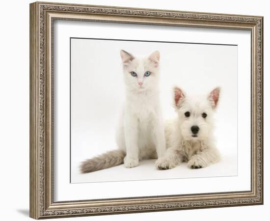 Ragdoll Kitten with West Highland White Terrier Puppy-Jane Burton-Framed Photographic Print