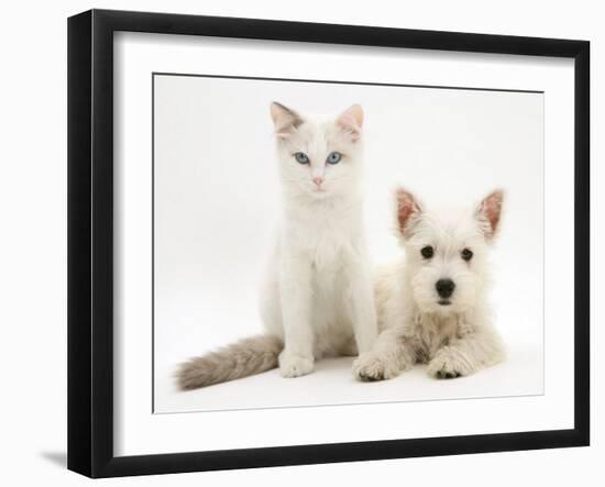 Ragdoll Kitten with West Highland White Terrier Puppy-Jane Burton-Framed Photographic Print