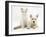 Ragdoll Kitten with West Highland White Terrier Puppy-Jane Burton-Framed Photographic Print