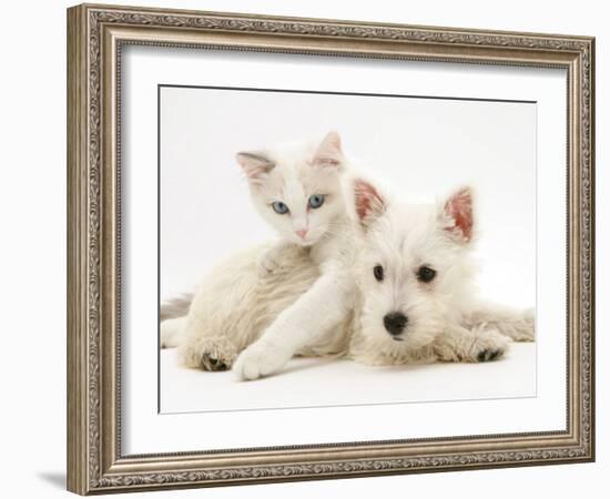 Ragdoll Kitten with West Highland White Terrier Puppy-Jane Burton-Framed Photographic Print