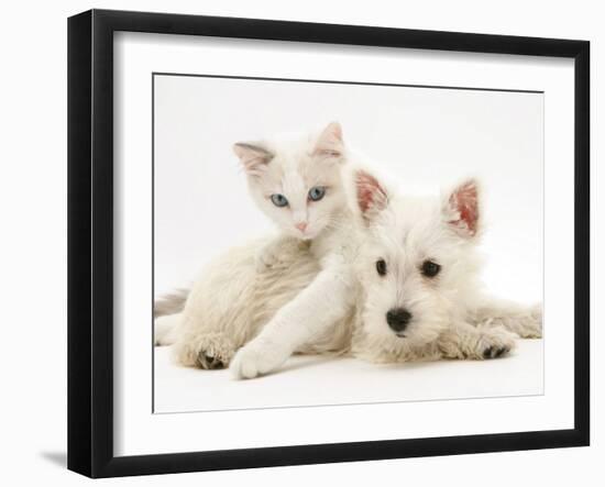 Ragdoll Kitten with West Highland White Terrier Puppy-Jane Burton-Framed Photographic Print