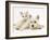 Ragdoll Kitten with West Highland White Terrier Puppy-Jane Burton-Framed Photographic Print