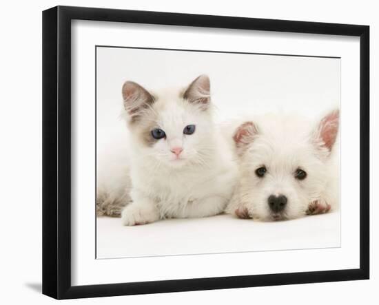 Ragdoll Kitten with West Highland White Terrier Puppy-Jane Burton-Framed Photographic Print