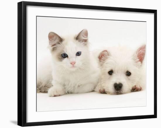 Ragdoll Kitten with West Highland White Terrier Puppy-Jane Burton-Framed Photographic Print