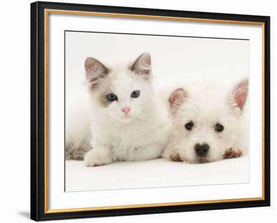 Ragdoll Kitten with West Highland White Terrier Puppy-Jane Burton-Framed Photographic Print