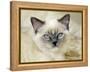 Ragdoll Kitten-Savanah Stewart-Framed Premier Image Canvas