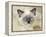 Ragdoll Kitten-Savanah Stewart-Framed Premier Image Canvas