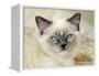 Ragdoll Kitten-Savanah Stewart-Framed Premier Image Canvas