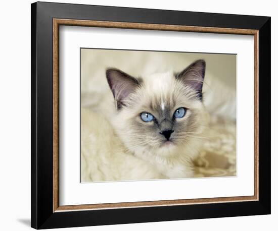 Ragdoll Kitten-Savanah Stewart-Framed Photographic Print