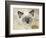 Ragdoll Kitten-Savanah Stewart-Framed Photographic Print