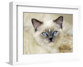 Ragdoll Kitten-Savanah Stewart-Framed Photographic Print