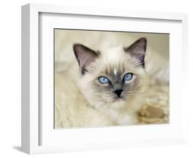 Ragdoll Kitten-Savanah Stewart-Framed Photographic Print