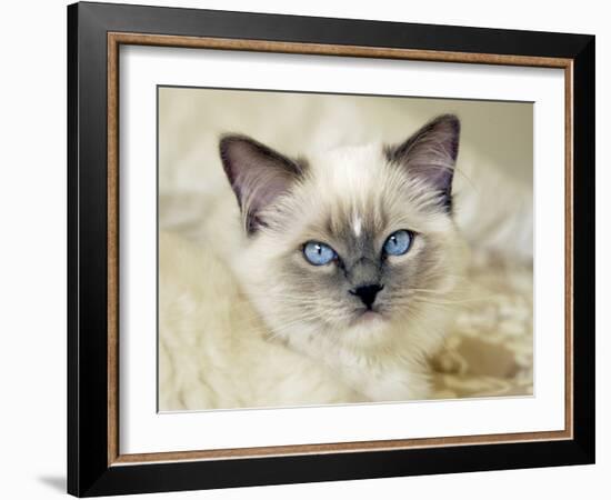 Ragdoll Kitten-Savanah Stewart-Framed Photographic Print