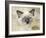 Ragdoll Kitten-Savanah Stewart-Framed Photographic Print