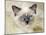 Ragdoll Kitten-Savanah Stewart-Mounted Photographic Print