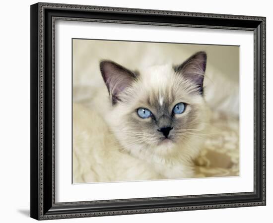 Ragdoll Kitten-Savanah Stewart-Framed Photographic Print