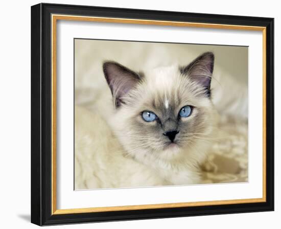 Ragdoll Kitten-Savanah Stewart-Framed Photographic Print