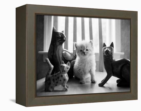 Ragdoll Kitten-Kim Levin-Framed Premier Image Canvas