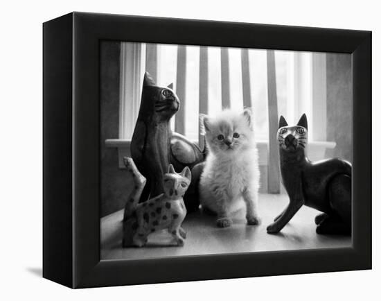 Ragdoll Kitten-Kim Levin-Framed Premier Image Canvas